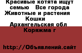 Красивые котята ищут семью - Все города Животные и растения » Кошки   . Архангельская обл.,Коряжма г.